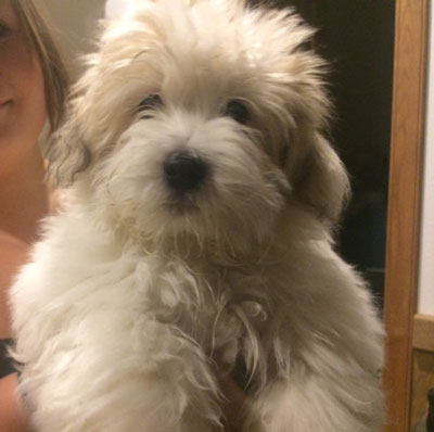 Coton de Tulear puppy