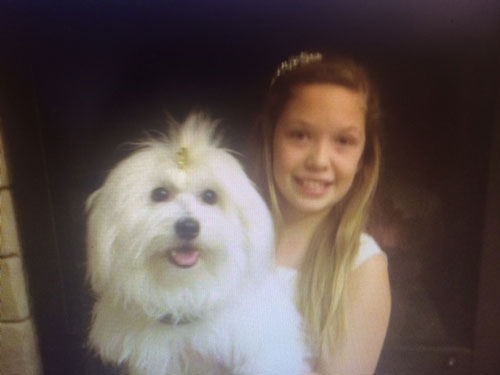 Hanna-Coton de Tulear puppy