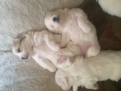 puppies
