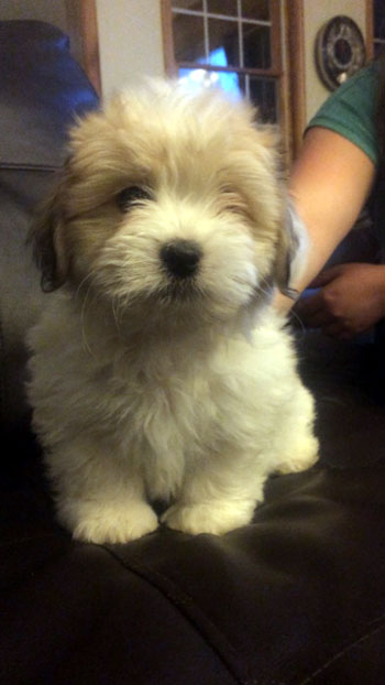 Puppy