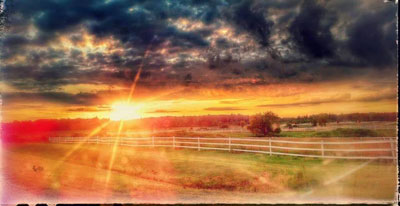 Majestic Friesians Farm