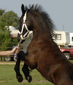 Brock's Majestic Friesians - Apollo
