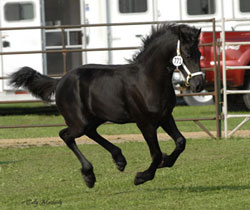 Brock's Majestic Friesians - Apostle