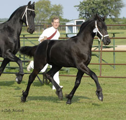 Brock's Majestic Friesians - Apostle