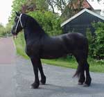 Brocks Majestic Friesians - Hielkje