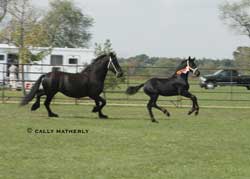 Prodigy-2005 Keuring- with Wietske