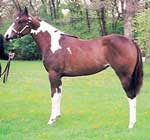 Showschatzi