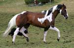 Lucks Foal Gun 