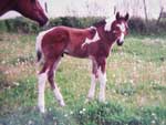 Missycolt Photo