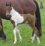Mystangofilly