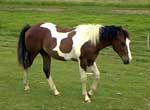 Slick-yearling