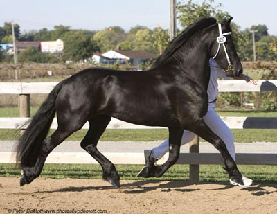 Brocks Majestic Friesians - Maaike