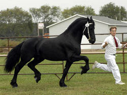 Brock's majestic Friesians - Nitrous