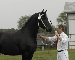 Brock's majestic Friesians - Nitrous