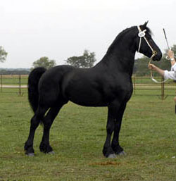 Brock's Majestic Friesians - Nitrous