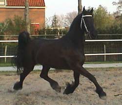 Onella