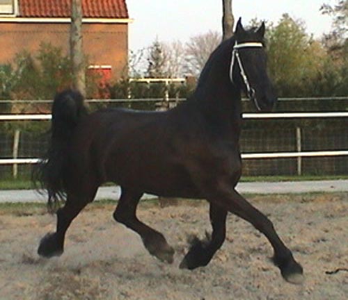 Majestic Friesians-Onella