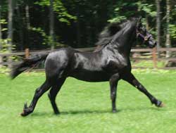 Majestic Friesians-Prodigy