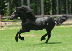 Majestic Friesians-Prodigy