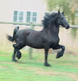 Brock's Majestic Friesians - SjiekeDame