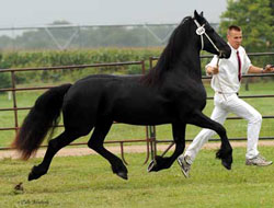 Majestic Friesians - trinity