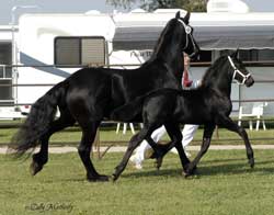 Brock's Majestic Friesians - Wailae