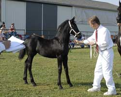 Brock's Majestic Friesians - Wailae