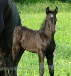 Brock's Majestic Friesians - Whimsical