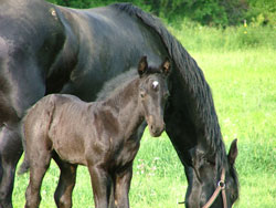 Brock's Majestic Friesians - Whimsical