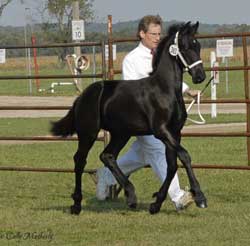Whimsical of Majestic Friesians