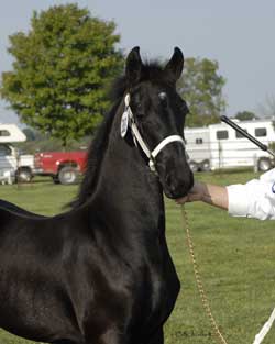 Brocks majestic Friesians - Whimsical