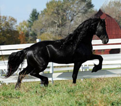 Majestic Friesians - Winsome
