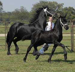 Winsome & Hielkje of Majestic Friesians