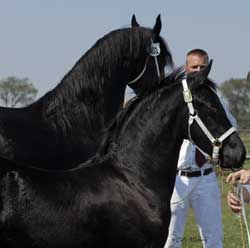 Hielkje and Winsome of Majestic Friesians