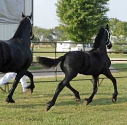 Brock's Majestic Friesians - Worship