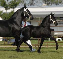 Brock's Majestic Friesians - Worship