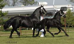 Brock's Majestic Friesians - Worship & Onella