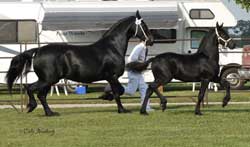 Brock's Majestic Friesians - Worship