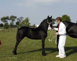 Brock's Majestic Friesians - Worship