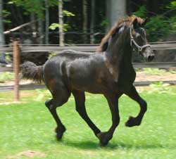 Majestic Friesians-Tritan