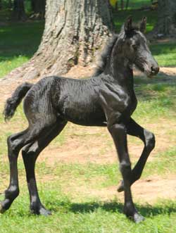 Majestic Friesians-Trinity