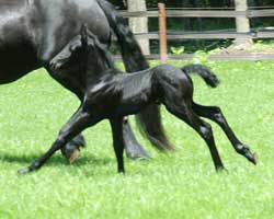 Majestic Friesians-Talan