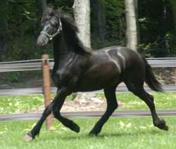 Majestic Friesians-Premier