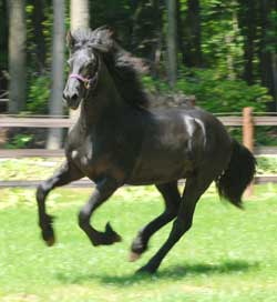 Majestic Friesians-Prodigy