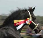 Brock's Majestic Friesians - Prodigy