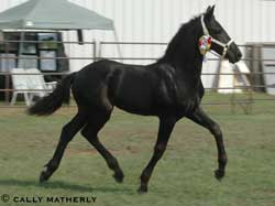 Majestic Friesians-Prodigy