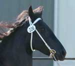 Majestic Friesians - Trynke modeling headstall