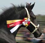 Brock's Majestic Friesians- Prodigy