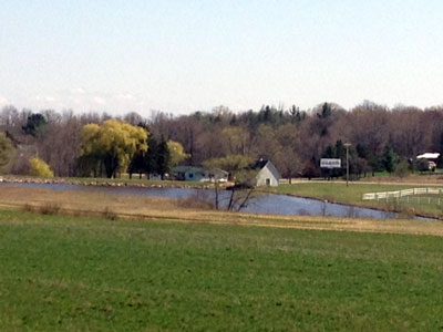 Majestic Friesians Farm