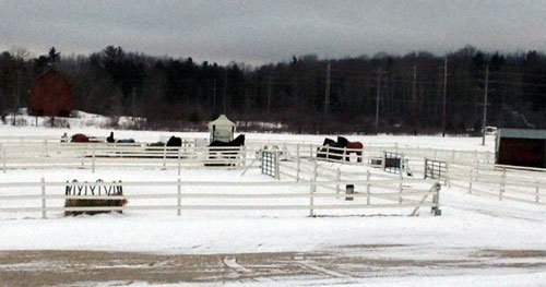 Majestic Friesians Farm